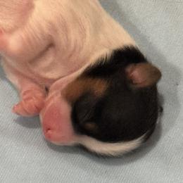 Papillon Puppies from Papillons in the Pines
