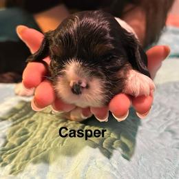 Lil Casper - Tri-color male Cavalier King Charles Spaniel puppy in Broken Arrow, Oklahoma from Cavalier King Charles Heartland
