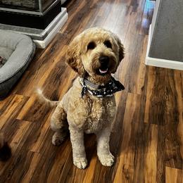 Barryto - Goldendoodle
