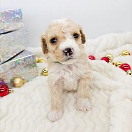 Basil - Red male Bernedoodle puppy in Granton, Wisconsin from Rose River Farms