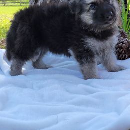 Girl 1 - Shiloh Shepherd puppy from Look Up Shilohs