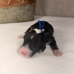 Twix - Tri-color male Bernedoodle puppy in Luana, Iowa from Country View Bernedoodles and Goldendoodles