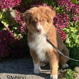 Miniature Australian Shepherd Puppies from Wren’s Nest Farm
