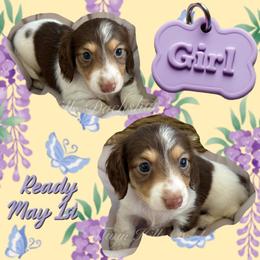 Dallas - Chocolate and tan female Dachshund puppy in Jonesboro, Illinois from Twin Hills Dachshunds