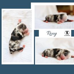 Roxy -BMF1 - Blue merle female Toy Australian Shepherd puppy in Nacogdoches, Texas from TK Standard, Mini, & Toy Aussies