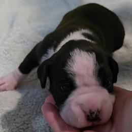 Girl 2 - Brindle female Boxer puppy in Temple, Georgia from B&B Boxers