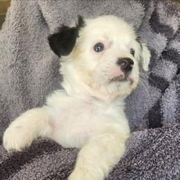 Russell - Black and white male Parson Russell Terrier puppy in Apple Valley, California from Jumping Jack's Russell Terriers