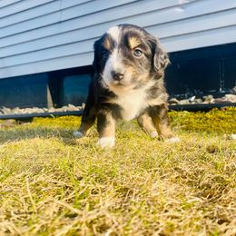 Miniature Australian Shepherd Puppies from Broken T Australian Shepherds