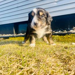 Miniature Australian Shepherd Puppies from Broken T Australian Shepherds