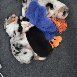 Australian Shepherd and Chow Chow Puppies from Calypso Chow Chows and Australian Shepherds