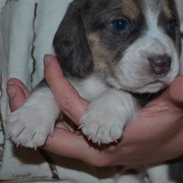 Champion Dad Nacho - Blue tan and white male Beagle puppy in Spring Creek, Nevada from Badland Kennel