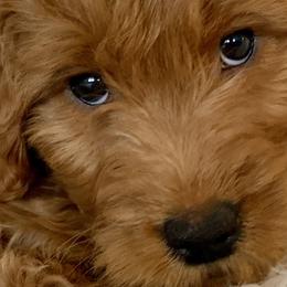 Cavapoos and Goldendoodles from Our Doodle Dwelling