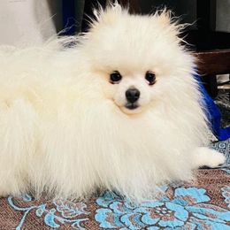 Pomeranian puppies from Cindy's Pomeranians