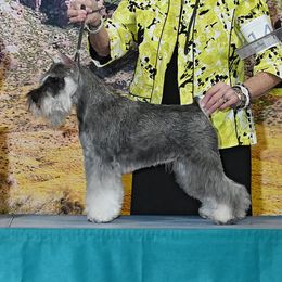LUNA - Miniature Schnauzer