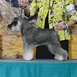 LUNA - Miniature Schnauzer
