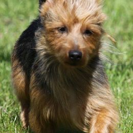 Australian Terriers from Johmanda