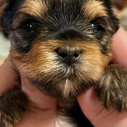 Yorkshire Terriers from Southernbelle Tiny Quality Yorkies