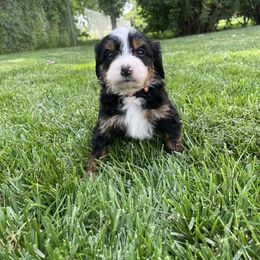 Garfield (Orange) - Tri-color male Bernedoodle puppy in Casper, Wyoming from 307 Doodles