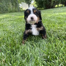 Garfield (Orange) - Tri-color male Bernedoodle puppy in Casper, Wyoming from 307 Doodles