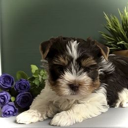 Mason - Chocolate tan and white male Biewer Terrier puppy in Oklahoma from Rocky Oak Cavaliers & Biewer Terriers LLC