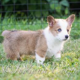 Pembroke Welsh Corgi Puppies from Sunny Acres Corgis