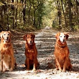 Golden Retrievers from SureFire Golden’s