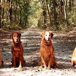 Golden Retrievers from SureFire Golden’s