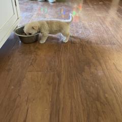 Manchester Terrier and Portuguese Podengo Pequeno Puppies from Tango Kennels