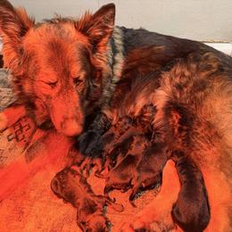 Boy 4 - Sable male German Shepherd puppy in Hollis Center, Maine from Noble German Shepherds of Maine