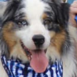 Australian Shepherds from Australian Shepherds of C4 Farms