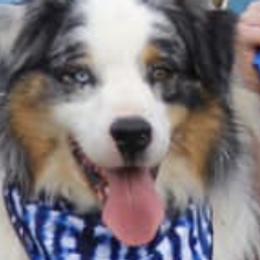 Australian Shepherds from Australian Shepherds of C4 Farms