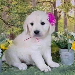 Hot pink - Light golden female Golden Retriever puppy in Salem, Ohio from Golden Pride Retrievers