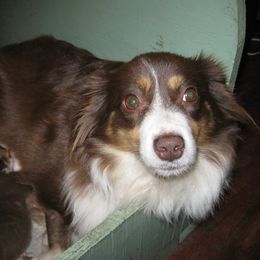 Toy Australian Shepherd Puppies from Jackie lutz