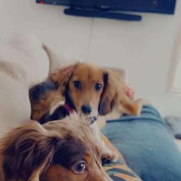 Dachshunds from Blue Star Dachshunds