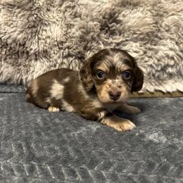 Piper - Dapple female Dachshund puppy in Stilwell, Oklahoma from B & K Dachshunds