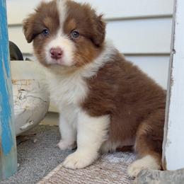 Fuji - Red tri-color female Australian Shepherd puppy in Kearney, Nebraska from Helix Aussies