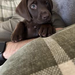 Labrador Retriever Puppies from Breanna Rieland LaBounty