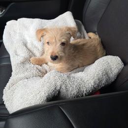 Dougal - Wheaten male Scottish Terrier puppy in Mount Vernon, Washington from Scottish Terrier Sandra T