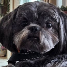 Shih Tzus from Dancing Sun Breeding