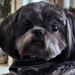 Shih Tzus from Dancing Sun Breeding