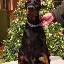 Doberman Pinscher Puppies from Schloss Velburg Dobermanns