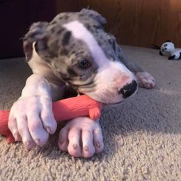 Great Dane Puppies from HCC Great Danes