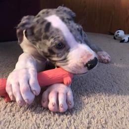 Great Dane Puppies from HCC Great Danes