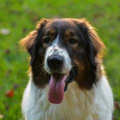 Tornjaks from Tornjak Kennel "Od Dinare"