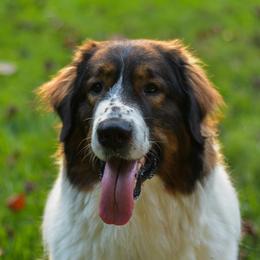 Tornjaks from Tornjak Kennel "Od Dinare"