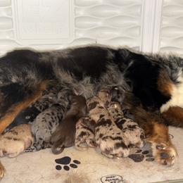Elena - Red merle female Miniature Australian Shepherd puppy in Bogata, Texas from Maple Creek Run