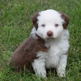 Ghost - Red tri-color male Australian Shepherd puppy in Nebraska from Our Barn Aussies
