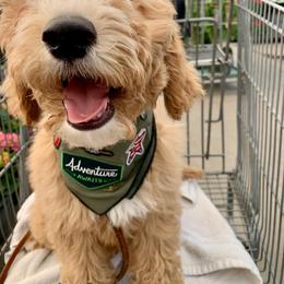 Goldendoodle Puppies from Lundee Doodles
