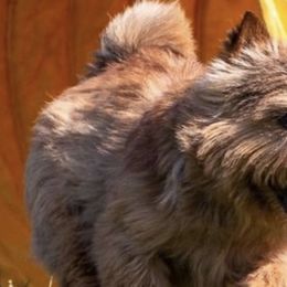 Norwich Terriers from Nottingham Norwich
