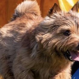 Norwich Terriers from Nottingham Norwich